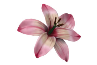 Lilly 3D Looking: A Versatile Design Asset for Crafts and Nature-Themed Projects